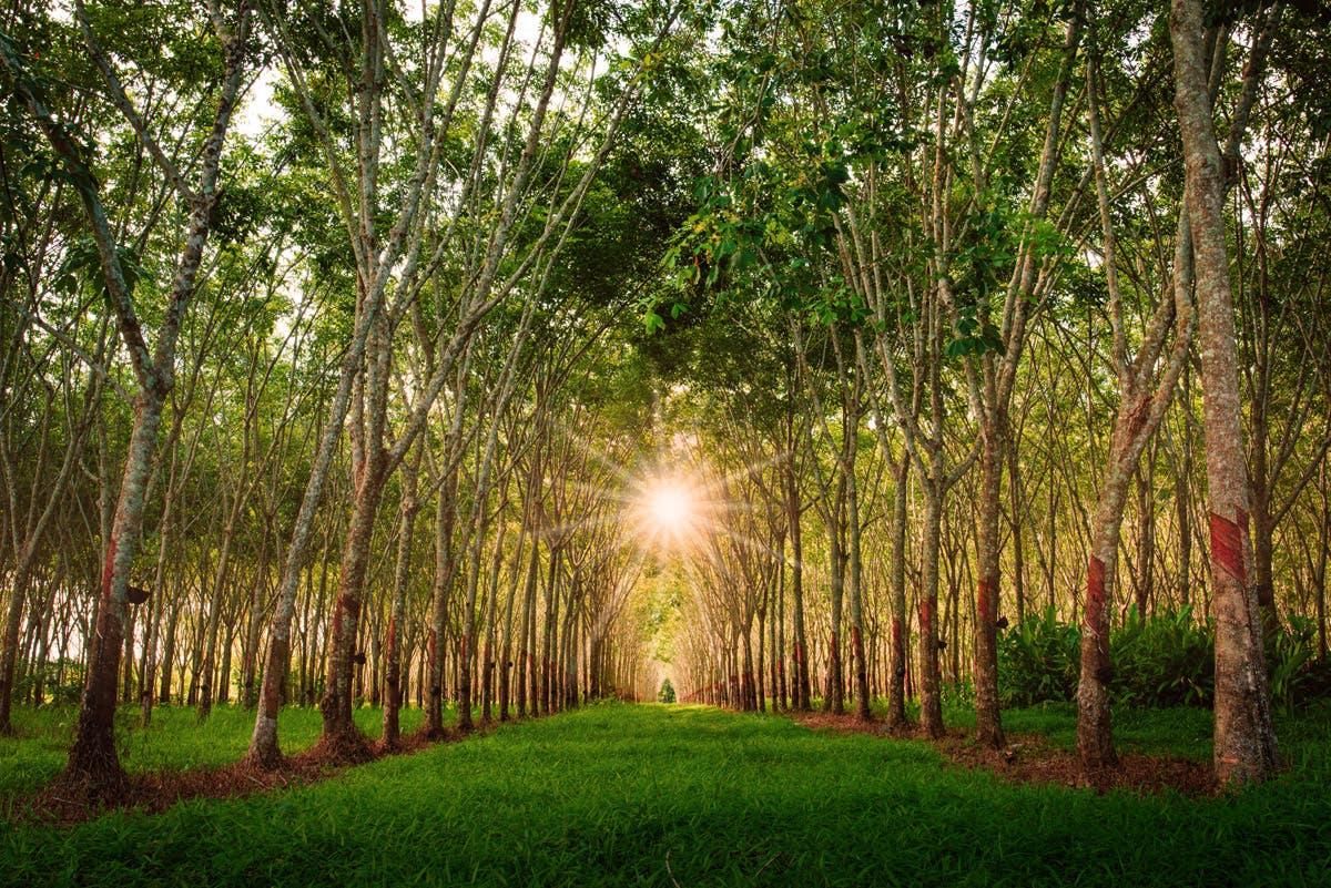 Sunrise breaking through the canopy of a mature rubber tree plantation