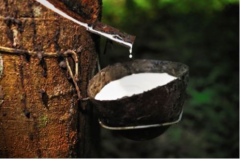 Fresh latex dripping into a collection cup on a rubber tree