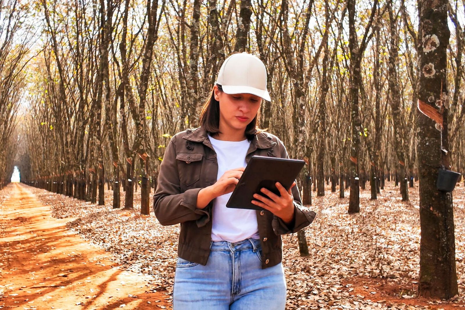 Agronomist reviewing plantation data in a Southeast Asian rubber plantation