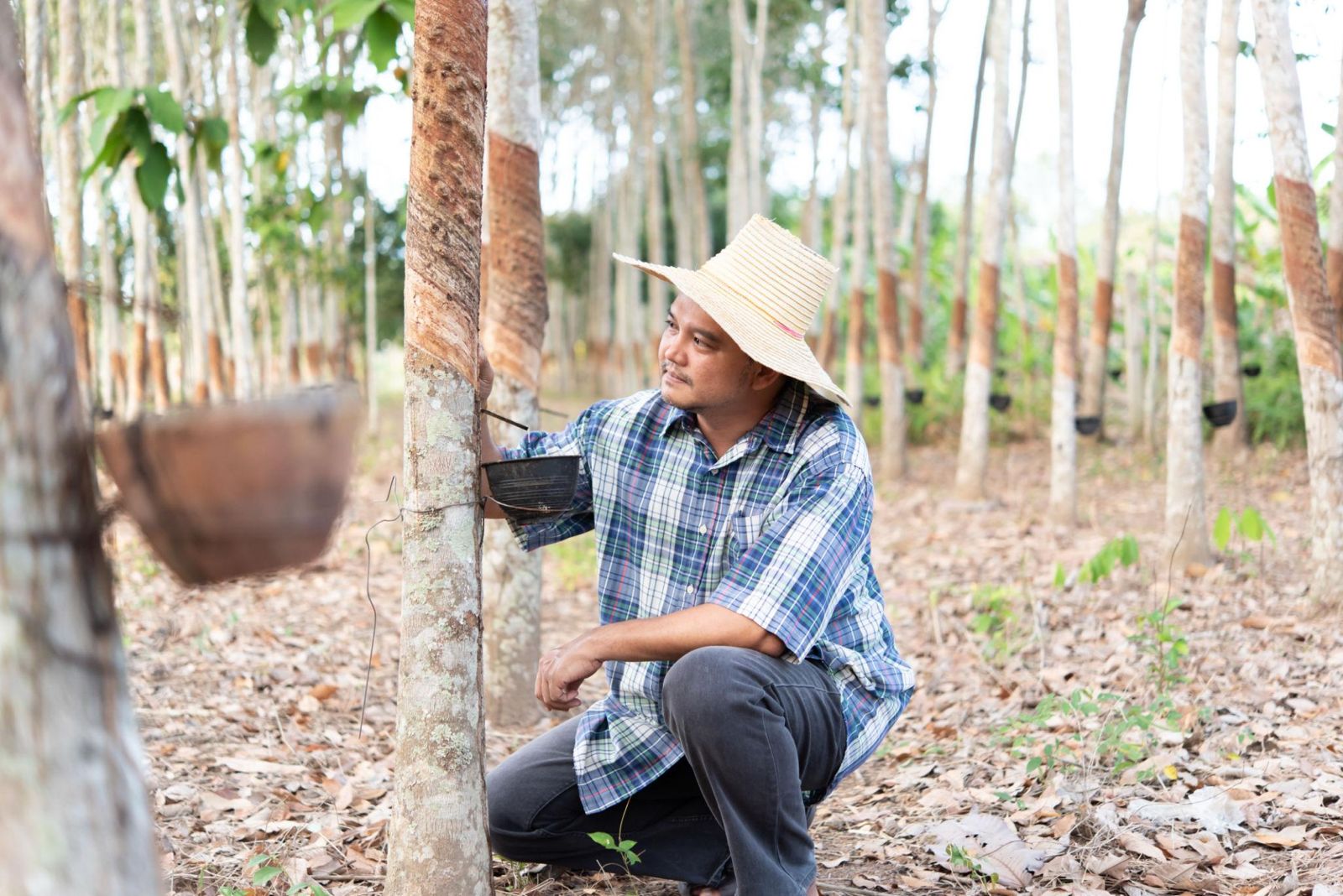 Plantation worker inspecting a rubber tree during field evaluation