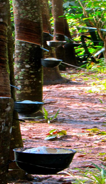 Rows of latex collection cups across a productive rubber plantation