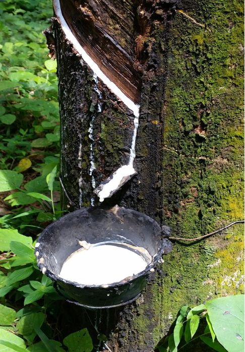 Fresh tapping cut on a rubber tree with latex flowing into a collection cup