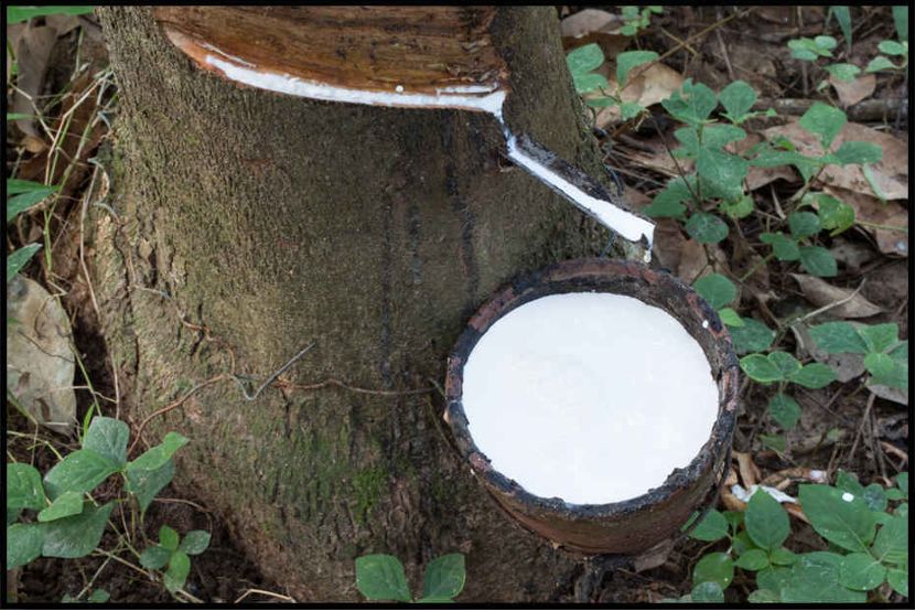 A full cup of fresh latex collected from a healthy rubber tree