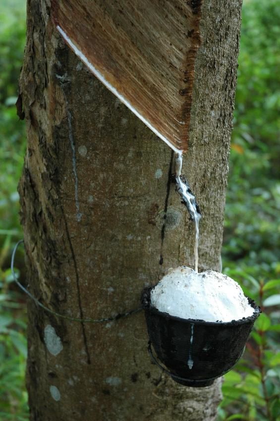 Latex flowing from a fresh tapping cut into a cup