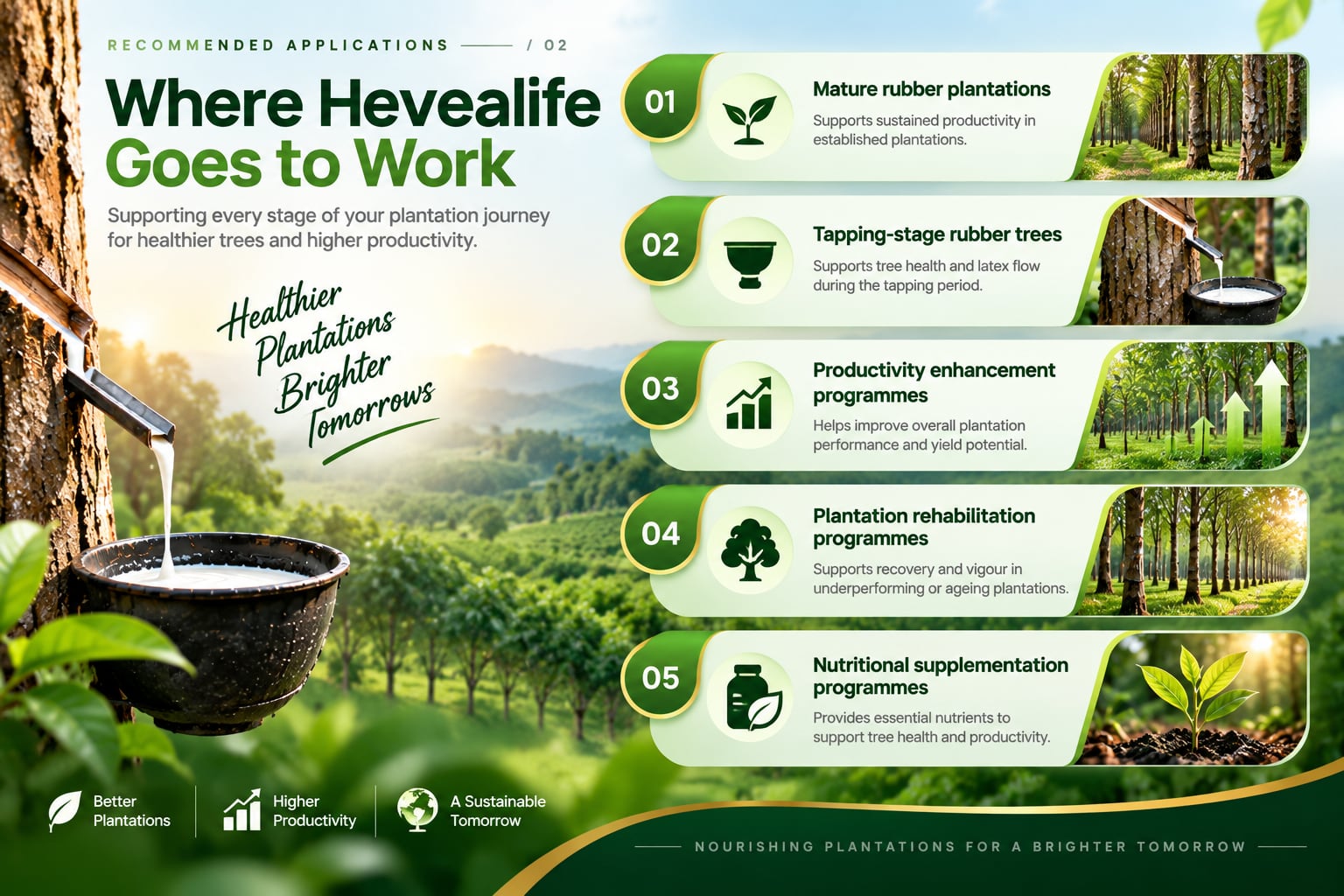 Where Hevealife Goes to Work — Supporting every stage of your plantation journey for healthier trees and higher productivity.